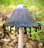 Inkcap mushroom.jpg