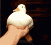 OneDuck.gif