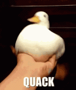 TwoDuck.gif