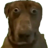 stupih