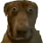 stupih